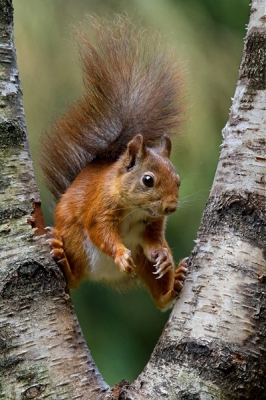 De fopto werd genomen vanuit een schuilhutje in het bos. Na een tijd observeren bleken eekhoorns er redelijk vaste gewoontes op na te houden. Deze passeerde er bijna elke morgen...