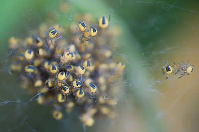 In een plant zag ik een cocon (van spinnewebdraad) met hele kleine spinnetjes. Deze heb ik op de foto proberen te zetten. Met beperkte scherpte-diepte.