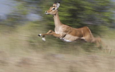 Impala is een van mijn favoriete diersoorten in Afrika,mooi,fotogeniek en er zijn  er redelijk veel van dus je krijgt de mogelijkheid om eens wat te experimenteren.
Gebruik maken van langzame sluitertijden doe ik graag en dit levert vaak(in mijn ogen)fraaie beelden op.Deze is gemaakt met  7D en 300 mm uit de hand.