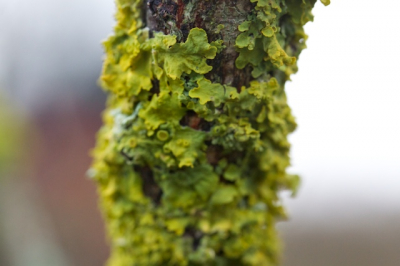 Frisse winterdag met erg veel wind; de foto is gemaakt met een Canon 65 mm macrolens