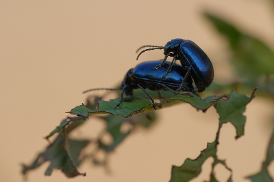 Er zaten wel 10 elzenhaantjes in de struiken. Er bleef niet veel van de planten meer over.