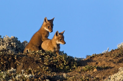 Het hoofddoel van onze reis naar Ethiopi was de abessijnse wolf, met nog zon 500 exemplaren de meest zeldzame hondachtige in de wereld, die daar voorkomt op 4000m. We hebben wolven gevonden , maar tot onze verrassing ook op afstand een wolvenpaar met jongen kunnen waarnemen.  Ik ben de dag erna aan de voet van een rotsenheuvel gaan zitten en werd aangenaam verrast door het feit dat de wolven me kort kwamen observeren,  maar me niet als  een bedreiging beschouwden. Op een afstand heb ik toen mogen genieten van de jongen maar op  circa 100m en met veel rotsen er voor. De dag daarna 20 meter verder gaan zitten en daar 4 uur doorgebracht en  na een paar uur waren ineens de wolven om me heen. De jongen speelden een jachtspel., dat ik kon vast leggen. Een geweldige beleving.