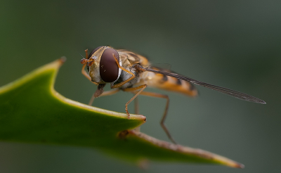 Afgelopen zomer ben ik een tijd bezig geweest met het fotograferen van zweefvliegen. Ik vond deze er wel erg mooi op staan, met z'n pootjes op z'n ogen.