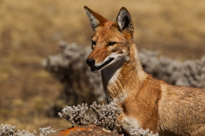 Abessijnse wolf , de meest bedreigde hondachtige(slechts ~500 in de wereld) , zoekend naar ratten tussen de rotsen van het afroalpiene grasland in Bale mountains op 4000m hoogte. Deze wolf is voor het overgrootte deel afhankeljk van deze ratten (reuzemolrat en grasrat). Afwisselend snel zoekend en dan weer speurend is de strategie die goed blijkt te werken.