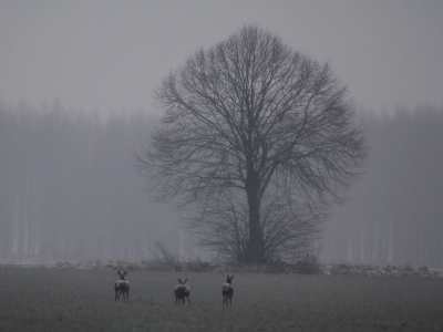de eerste vlokken sneeuwvlokken vielen en ben ik op pad gegaan en zag deze reeen in de sneeuwbui staan vond de boom er erg mooi bij wist niet in welke album ik het moest zetten