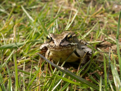 Deze kikker zat zomaar voor mijn voeten toen ik vogels aan het fotograferen was.