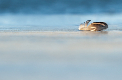 Zoekend naar plekken waar ik nonnetjes zou kunnen vinden kwam ik erachter dat bijna al het water was dichtgevroren. Dit veertje op het ijs vond ik een zekere dramatiek bezitten.