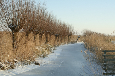 Een wandeling bij mooi zonnig weer in de sneeuw,bij dit slootje aangekomen een plek gezocht waar ik de knotwilgen mooi op lijn had.