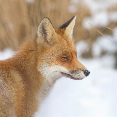 Een wens was het ooit een Vos te kunnen fotograferen.
Terwijl mijn camera ingesteld stond voor een vogel, stak een Vos vlak voor ons de weg over en liep weer het Hoogveen in. Moest echt een beetje tussen de takken door de foto maken maar ben er zelf blij mee.
