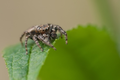 Deze springspin zat in de tuin. Hij liet zich graag fotograferen.