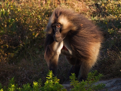 Geladas komen alleen in de hoogvlakten van Ethiopi  voor en leven daar in groepen/harems met een dominant mannetje aan het hoofd., die indrukwekkend rond stapen met waperende manen en een fel rode vlekken op de borst (ook wel Bleeding heart baboons genaamd in het engels). Het is de enige apensoort die alleen gras eet, daarnaast beschikken ze over de meest gecompliceerde taal in de natuur na de mens. Dit is een mannetje dat rustig op mij afstapte toen ik lammergieren aan het fotograferen was.