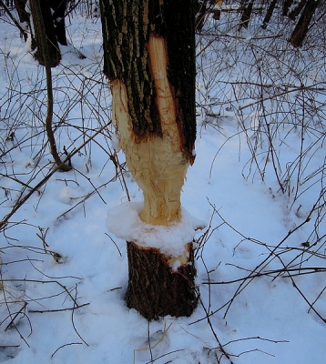Hier een foto van bevervraat, de grote en kleine tanden waren te onderscheiden, het sneeuw erop geeft wel iets extra's.