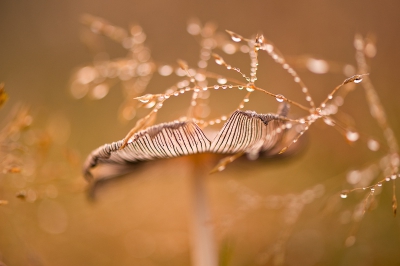 Vroeg in de ochtend was ik op Remmerden heide. Het licht was mooi zacht en stond nog laag. De lucht hing vol dauw. Uit de hand genomen. Ik gebruik nooit een statief  bij macro dat vind ik ontzettend hinderlijk en beperkt mijn creativeit.