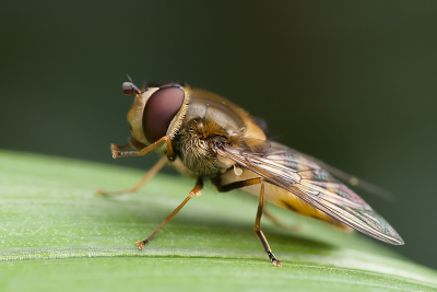 In de zomer ben ik een tijd bezig geweest met het fotograferen van zweefvliegen. Deze bessenzweefvlieg was aan het uitrusten op een blad.