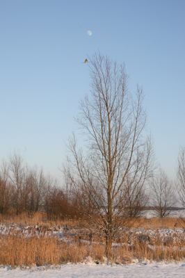 Aan het Friese riviertje De Linde in de oosthoek kon ik deze foto maken. De maan bepaald momenteel het doorgaan van de Elfstedentocht die wel voorbij gaat aan dit riviertje.