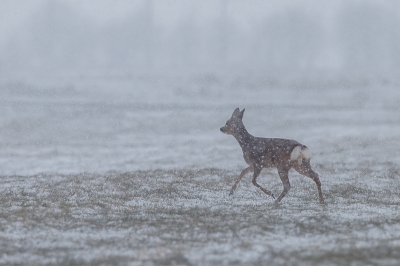 Het sneeuwde hard toen deze bambi een goed heenkomen zocht.