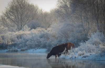 De foto is gemaakt met een nikon 70-300 mm. Gelukkig kwamen we in deze mooie omgeving een koe tegen.