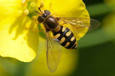 Een van de verschillende soorten zweefvliegen in mijn tuin, is de terrasjeskommazwever. Vanuit de hand genomen