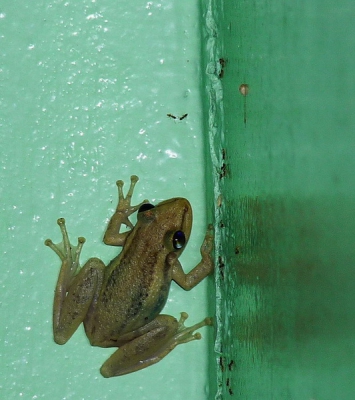 Elke avond 1 of 2 van deze kikkertjes tegen de muur van ons terras, op jacht naar insecten. Hier heeft hij zijn grote nachtogen laten vallen op een paar miertjes.

Nu onze amfibien het zwaar hebben onder het ijs, moest ik even terugdenken aan onze recente vakantie, met wat weemoed.