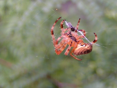 <i class='fa fa-user'></i>&nbsp;huub machiels&nbsp;| Kruisspin&nbsp; <i class='fa fa-eye'>&nbsp;551</i> &nbsp; <i class='fa fa-comment-o'>&nbsp;0</i>