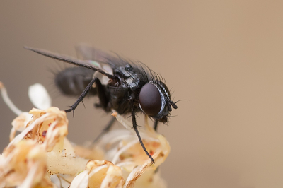Deze sluipvlieg zat lekker op een witte bloem. Het is (bijna) onmogelijk om het exacte soort van een vlieg te bepalen. Hier gaat het waarschijnlijk om de Phania funesta.
Uit de hand geschoten.