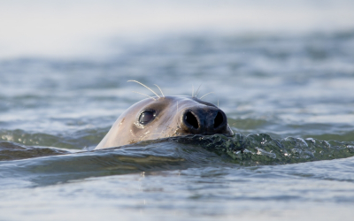 Grijze Zeehond bij de brouwersdam. Hij was erg nieuwsgierig daardoor kon ik hem mooi van dichtbij op de foto zetten.