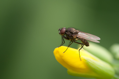 Deze vlieg zat op een mooie gele bloem. Op het goede moment heb ik hem op de foto kunnen zetten.