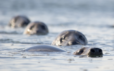 Deze 4 grijze zeehonden kwamen in een lijn op mij afzwemmen. Ik lag daar zelf al te wachten.