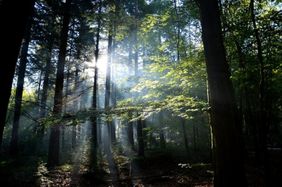 Foto gemaakt tijdens een herfst ochtendwandeling in de Veluwe
