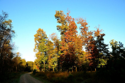 Foto gemaakt tijdens een herfst ochtendwandeling in de Veluwe
