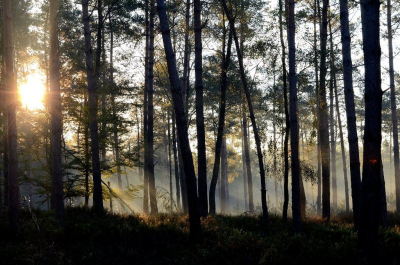 Foto gemaakt tijdens een herfst ochtendwandeling in de Veluwe