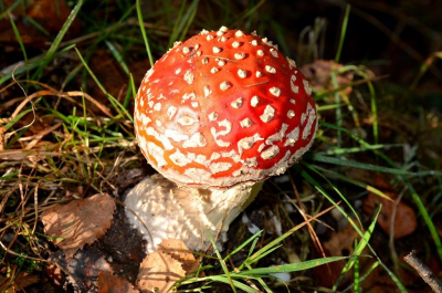 Tijdens een mooie ochtendwandeling in de herfst zag ik plotseling deze rode vriend in het zonnetje staan.