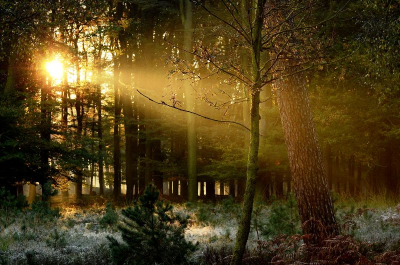 Ochtendzonnetje kwam mooi door de bomen tijdens een wandeling in de herfst van vorig jaar ( 2011 )