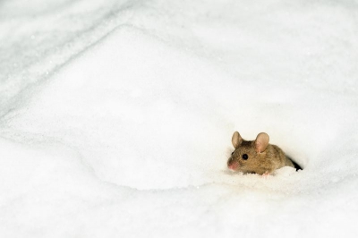 Scharreld al ruim een halfjaar door de tuin en met een laag sneeuw komt hij toch weer tevoorschijn !