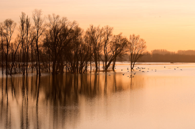 16 jan was een prachtige dag tussen regenachtige dagen door. Aan het einde van de middag toen ik over de dijk reed was het verbazend te zien hoe windstil het was en wat dat met de reflecties deed van de bomen die in het water stonden. Het leek wel geschilderd.