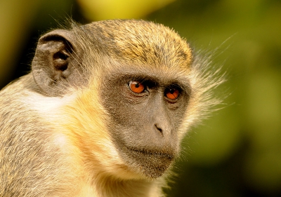 Na aankomst in Gambia wordt je al snel geconfronteerd met deze apensoort. Niet schuw, dus kan je van dichtbij leuke plaatjes schieten.