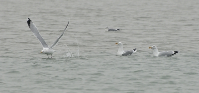 Kijk mij nou.. zomaar een vogelfoto gemaakt :)
misschien nog wat meer oefenen..