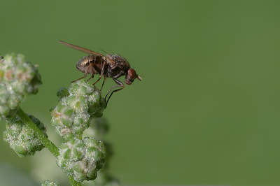 Voor heel veel vliegen is het moeilijk om aan de hand van een foto de juiste naam te determineren. Deze vlieg is van de familie Lauxaniidae. Er zijn voor dit geslacht en deze familie geen Nederlandse namen.

Ik vind het interessant om vast te leggen wat er allemaal in mijn tuin rondvliegt. Daarnaast probeer ik ze ook zo mooi mogelijk op de foto te krijgen. 

http://www.van-beilen.nl