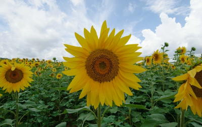 Als je op vakantie bent in Italie dan moet je gewoon een keer uit de auto stappen om zo'n zonnebloemveld te fotograferen.
