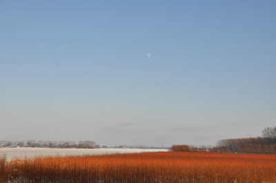 kleurige twijgen in winters landschap, uit de hand met liveview boven mijn hoofd genomen om meer hoogte te verkrijgen