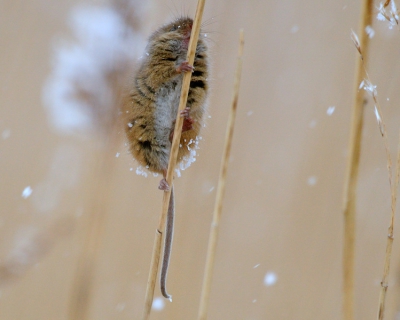 Van deze muis had ik ao een foto geplaatst in een rietstengel., daar was het koppie niet te zien. Hier zie je wel het koppie, maar hij is druk bezig het beeld uit te klimmen, helaas. Ik stond zeer ongelukkig met mijn statief tussen het riet, uit mijn evenwicht.
Het was nogal donker.