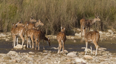 Axisherten zijn niet te missen in Corbett Nationaal Park. Deze foto is gemaakt vanuit de jeep.