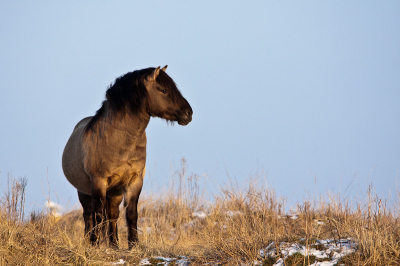 Tijdens stevige vorst in de namiddag.
Dit paard houdt een oogje in het zeil.