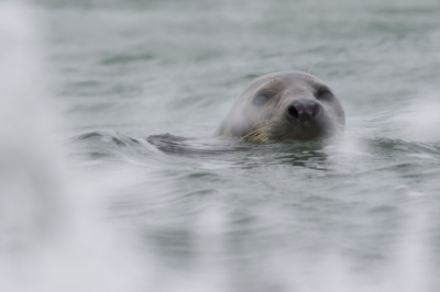 Ik heb een laagstand punt gekozen omdat ik op deze manier heb geprobeerd de harde golven en het opspattende water in 1 foto te krijgen samen met de zeehond.