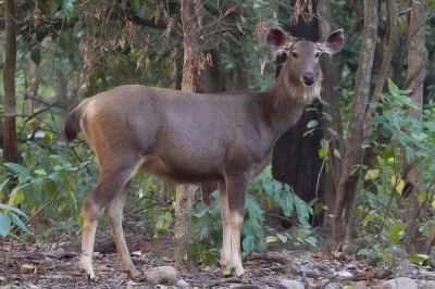 De Sambars lieten zich niet goed zien in Corbett NP tot deze opeens naast onze jeep stond in de avondschemering.