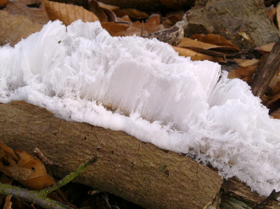 Tijdens hardlopen in bos aangetroffen. Met 5 mp mobiel camera geschoten, met flits.