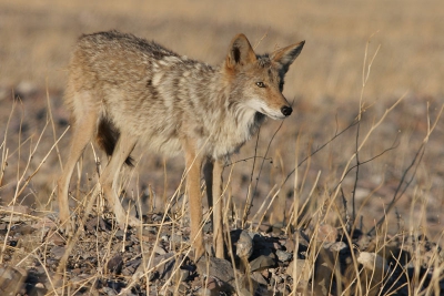 <i class='fa fa-user'></i> Lesley van Loo | Prairiewolf of Coyote  <i class='fa fa-eye'> 156</i>   <i class='fa fa-comment-o'> 4</i>