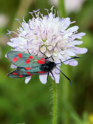 Deze prachtige Sint-Jansvlinder kwam ik op Madestein tegen. Er zijn er daar veel te vinden. En daarom veel keus om je standpunt te bepalen.