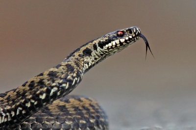 Vipera berus / Adder / Common European Viper