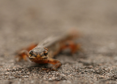 Tijdens een wandeling gistermorgen gingen we bijna op deze mooie salamander staan.
Oeeps.Deze was blijkbaar uit de sloot gekropen,en wilde zich warmen aan de zon op het asfalt ( fietspad )